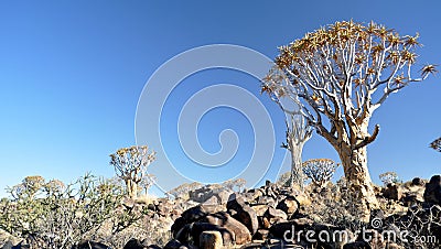 Quiver Tree and Rocky Landscape Stock Photo