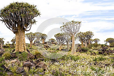 Quiver trees in Africa. Quiver tree forest, Keetsmanshoop, Namibia Stock Photo