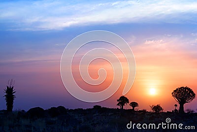 Quiver trees silhouettes on bright sunset sky background, magnificent african landscape in Keetmanshoop, Namibia Stock Photo