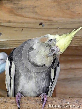 Quizzical Cockatiel Stock Photo