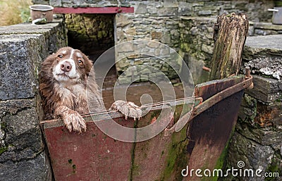 A quizzical Welsh sheepdog peering over a gate Stock Photo