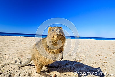 Quokka on the beach Stock Photo