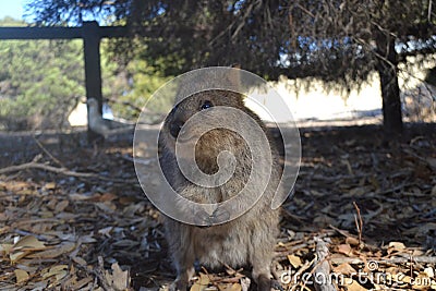 Quokka on Rottnest Island Stock Photo