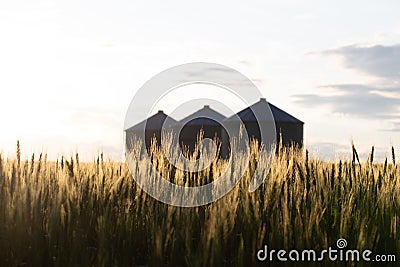 Quonset huts in a beautiful wheat field, at sunset, in central Alberta, Canada. Scenic view Stock Photo