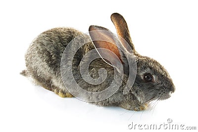 Rabbit Stock Photo