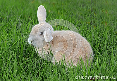 Lop-eared rabbit in green grass Stock Photo