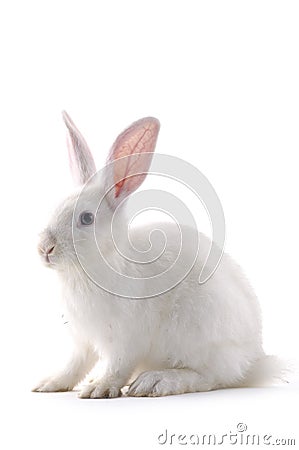 Rabbit Stock Photo