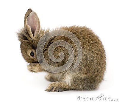 Rabbit Stock Photo