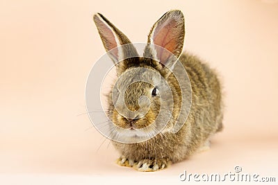 Rabbit on a beige background. Easter grey hare on a pastel pink background. Concept for the Easter holiday Stock Photo
