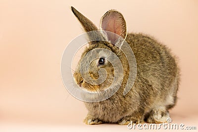 Rabbit on a beige background. Easter grey hare on a pastel pink background. Concept for the Easter holiday. Stock Photo