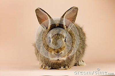 Rabbit on a beige background. Easter grey hare on a pastel pink background. Concept for the Easter holiday Stock Photo