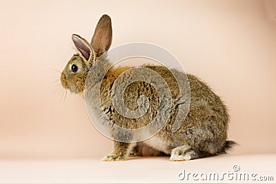 Rabbit on a beige background. Easter grey hare on a pastel pink background. Concept for the Easter holiday Stock Photo