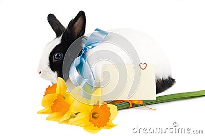 Rabbit with blue ribbon, card and bouquet of yello Stock Photo