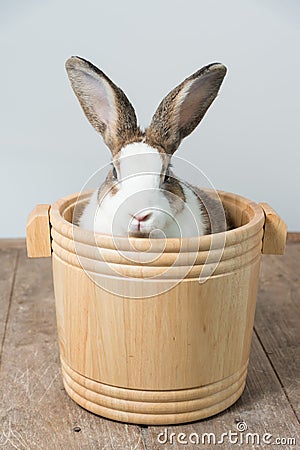 Rabbit with brown and white hairs sit in wooden bucket with white copy space for text Stock Photo