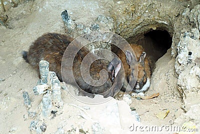 Rabbit in burrows Stock Photo