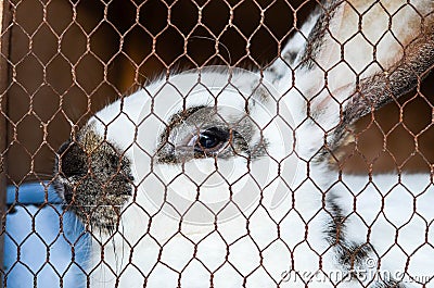 Rabbit in a cage Stock Photo