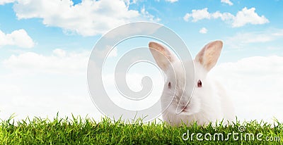 Rabbit Stock Photo