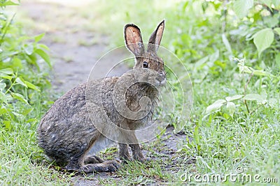 A Rabbit covered in engorged black-legged ticks or deer ticks on an early summer morning in the grass in Ottawa, Canada Stock Photo