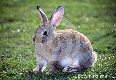 Rabbit Stock Photo