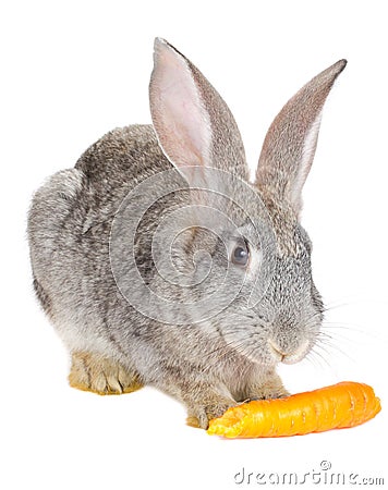 Rabbit eating carrot Stock Photo