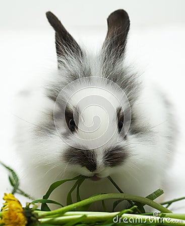 Rabbit eating a grass Stock Photo