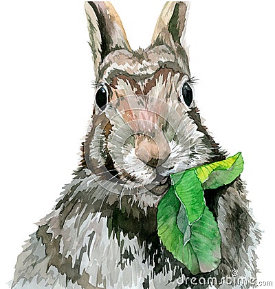 Rabbit eating a leaf and staring straight. Watercolor illustration Cartoon Illustration