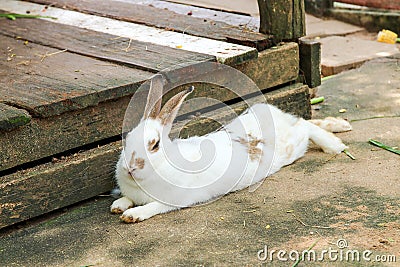 Rabbit eating rabbit food Stock Photo