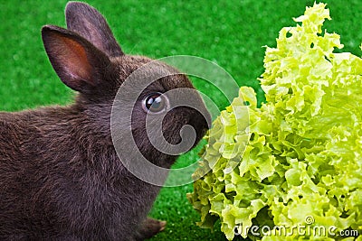 Rabbit eating salad Stock Photo