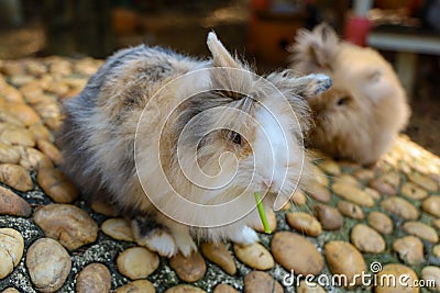 Rabbit eatting food on the rock in farm at thailand Stock Photo