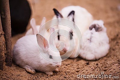 Rabbit family Stock Photo