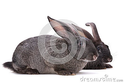 Rabbit farm animal Stock Photo