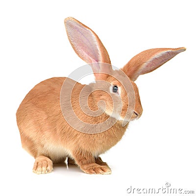 Rabbit farm animal Stock Photo