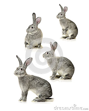 Rabbit farm animal Stock Photo