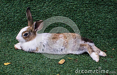 Rabbit in farm Stock Photo
