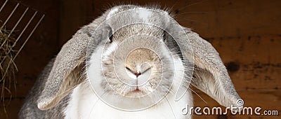 Rabbit with floppy ears Stock Photo