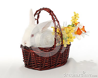 Rabbit flowerrr Stock Photo