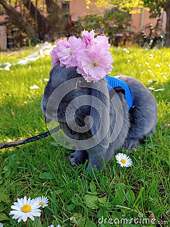 rabbit with flowers on his head on a meadow Stock Photo