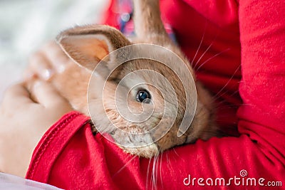 Rabbit Fluffy animal Rabbit for the magazine Stock Photo