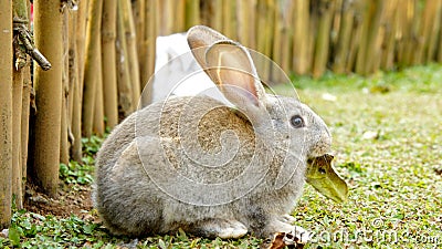 Rabbit in a garden Stock Photo