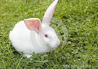 Rabbit in grass Stock Photo