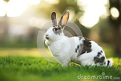 Rabbit on grass Stock Photo