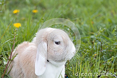 Rabbit Grass dandelion anima Stock Photo