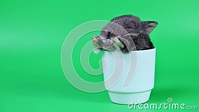 Rabbit on Green Screen Background. Spirit Animal for Easter Stock Footage - Video of clever, animal: 196171496 Rabbit on Green Screen Background. Spirit Animal for Easter Stock Footage - Video of clever, animal: 196171496