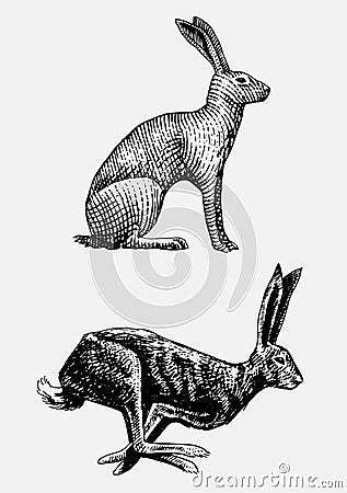 Rabbit or hare sitting and running hand drawn, engraved wild animals in vintage or retro style, zoology set european Vector Illustration