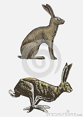 Rabbit or hare sitting and running hand drawn, engraved wild animals in vintage or retro style, zoology set european Vector Illustration