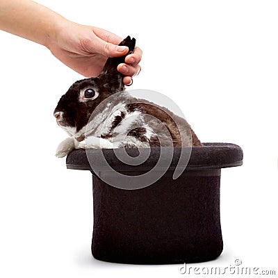 Rabbit in a hat Stock Photo