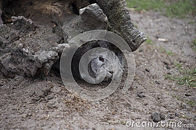 Rabbit in his hole in a zoo showing conceptual ideas of risk, chance, decision, hesitation, fear, explore, and inspection Stock Photo