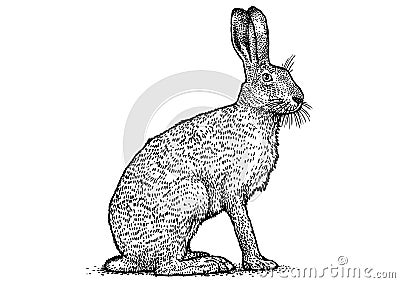 Rabbit illustration, brown hare drawing, engraving, line art Vector Illustration