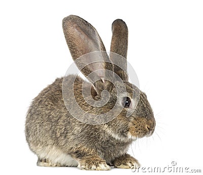 Rabbit, isolated on white Stock Photo