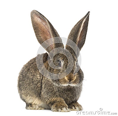 Rabbit, isolated on white Stock Photo